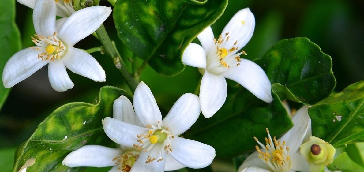 Neroli armiarma zainak kentzen laguntzen du